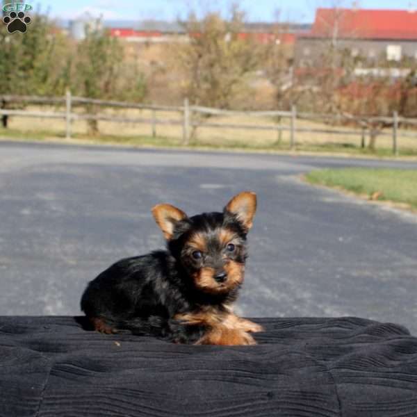 Ivan, Yorkie Puppy